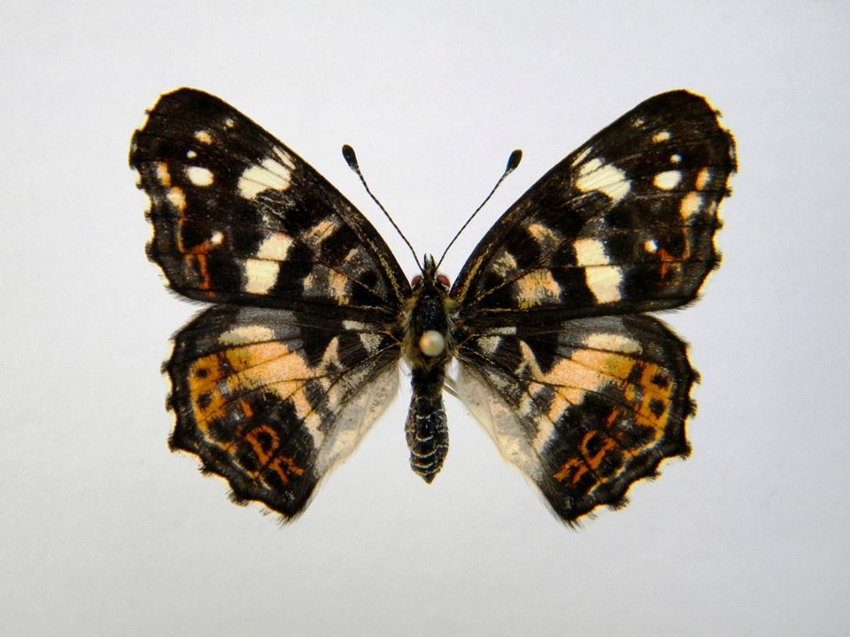 Araschnia levana (Cold Shock Aberant) 2 (Internet Image property of respective owner, non-commercial use only)